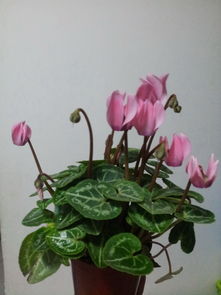 花卉养殖技巧直播,养花主播