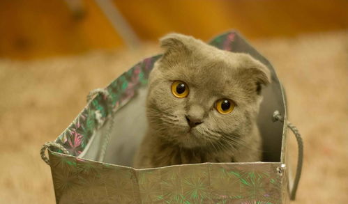 猫咪售卖直播技巧,猫咪售卖直播技巧视频