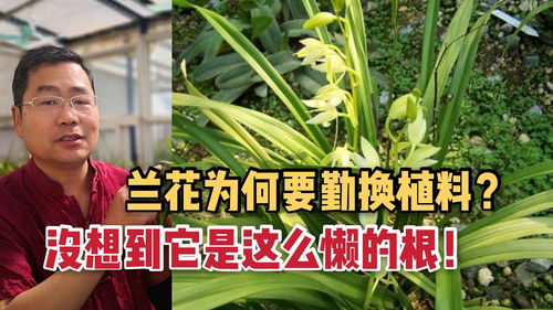 种花养花技巧直播,教你种花养花视频