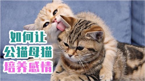 直播猫咪技巧有哪些,直播猫咪技巧有哪些方面