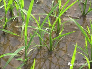 直播水稻除草技巧,直播稻怎样除草