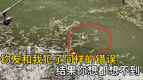 直播钓黑鱼技巧,直播间钓鱼