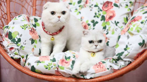 猫咪直播的技巧,猫咪直播的技巧有哪些