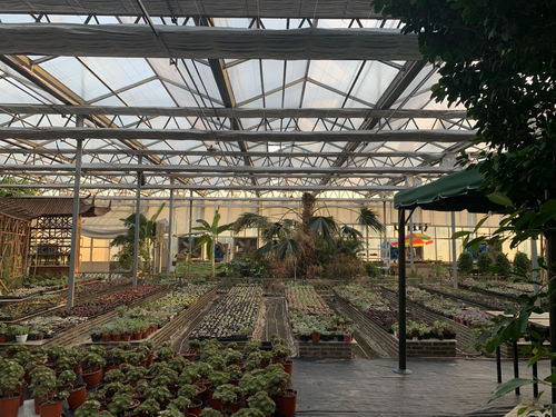 花卉基地直播技巧,花卉电商直播平台