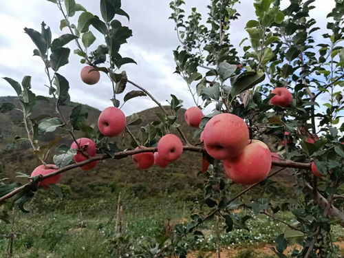 蓬莱果园直播技巧,果园直播需要介绍什么