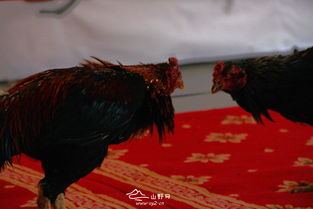 刺鸡技巧直播,鸡刺中做法