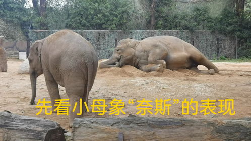 大象直播技巧教学图片,大象直播怎么样