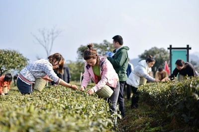 茶叶直播采摘技巧,茶叶直播平台有哪些?
