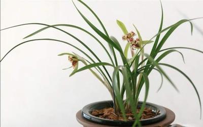 兰花直播营销技巧,直播间卖兰花