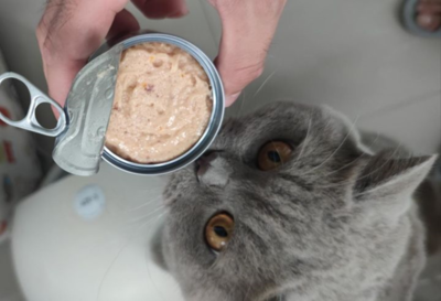 猫咪罐头直播技巧分享,猫咪罐头怎么喂食