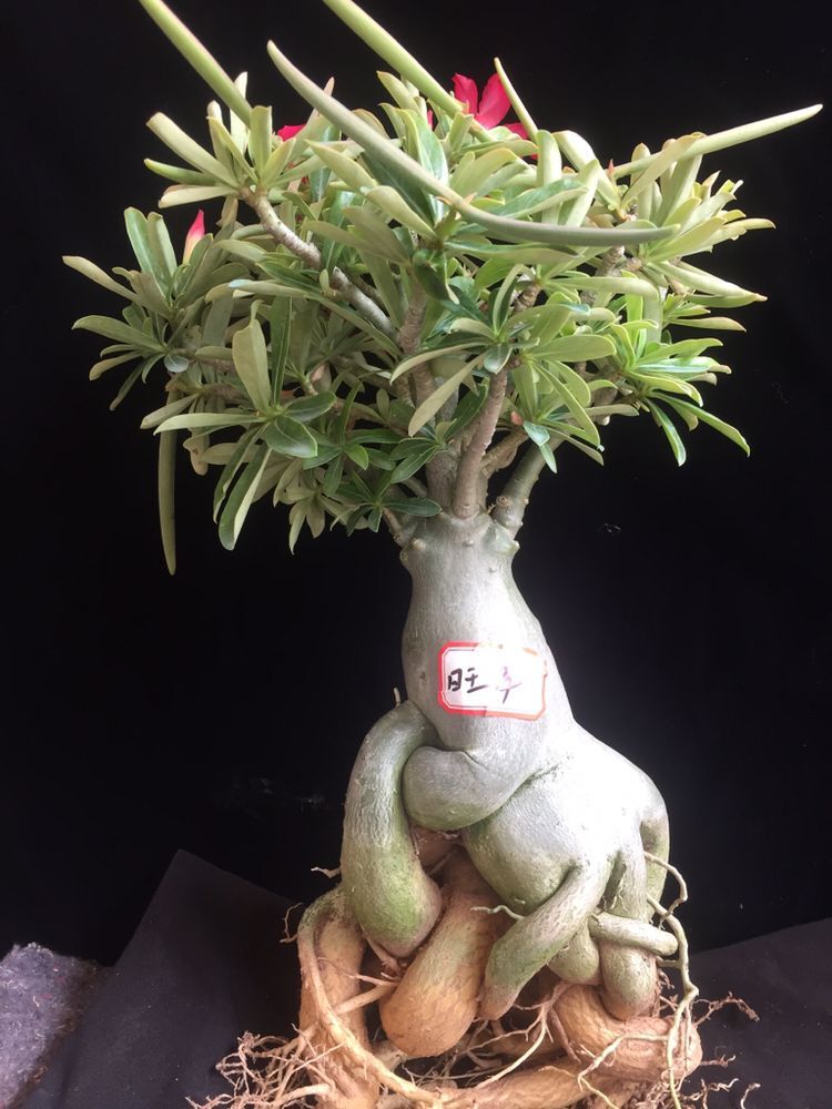 直播卖花盆技巧,直播卖盆栽的真那么多人买吗