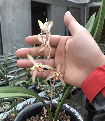 直播间拍卖兰花技巧与方法,直播间拍卖兰花技巧与方法图片