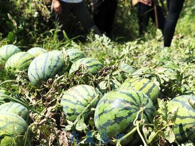 西瓜种植直播技巧,西瓜播种教程