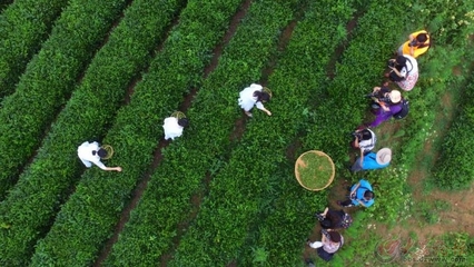 茶叶直播采风技巧,茶叶直播怎么互动