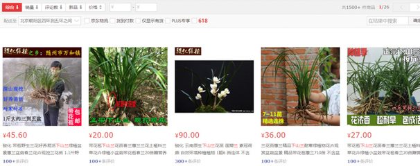 蕙兰直播技巧,蕙兰花怎么养