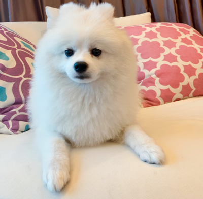 柴犬直播技巧,直播柴犬软件是什么