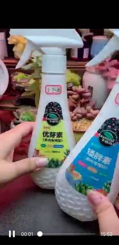 小白多肉直播话术技巧,直播间的多肉怎么养这么大