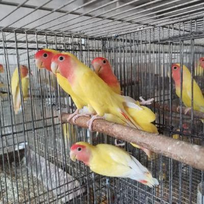 如何训练鹦鹉直播技巧,如何训练鹦鹉直播技巧呢