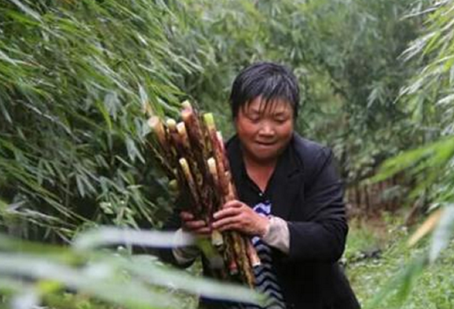 竹笋直播销售技巧视频,竹笋销路