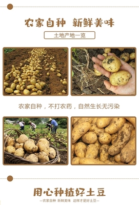 土豆直播种植技巧,土豆直播种植技巧和方法