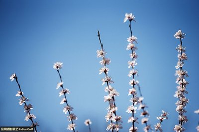 拿花束拍照技巧直播,拿花束拍照姿势ins