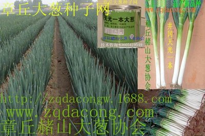 大葱种子直播方法技巧,大葱种子怎么育苗子