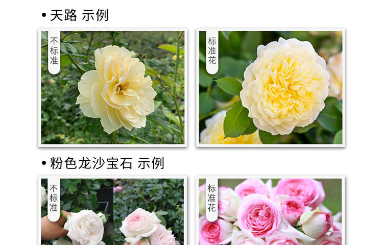 月季直播技巧,怎样杆播月季花