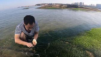 大阪赶海直播技巧,大海直播间赶海视频