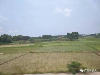 挖螃蟹技巧直播,怎么挖螃蟹视频