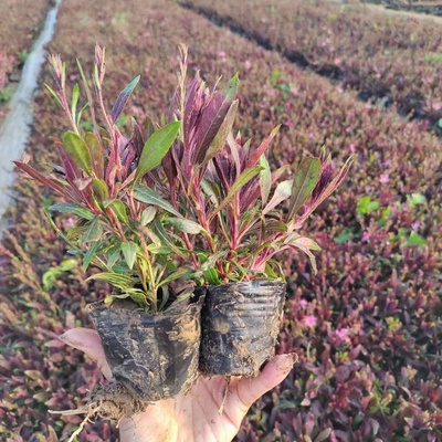 花卉种植技巧直播,花卉种植新手入门