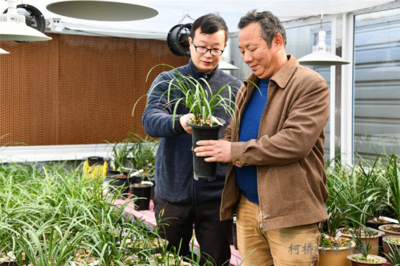 直播卖兰草的技巧和方法,直播卖兰草的技巧和方法视频