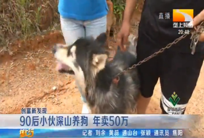 养狗技巧直播,养狗技巧视频完整版