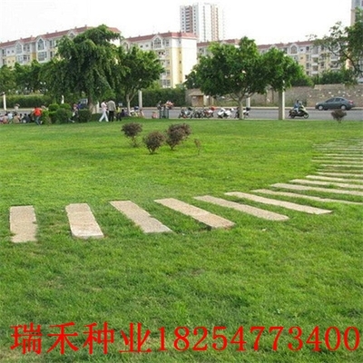 黑麦草直播技巧,混播黑麦草管理
