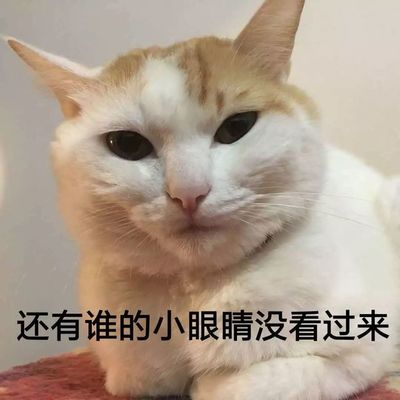 狗狗直播技巧教学,播放小狗视频直播