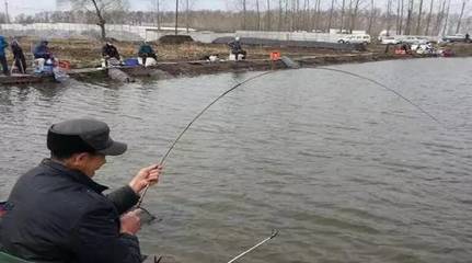 钓鲤鱼技巧直播,钓鲤鱼视频 野钓