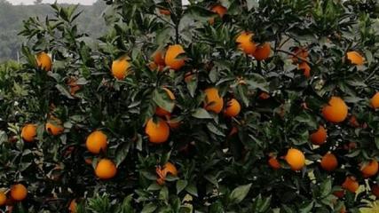 脐橙直播营销技巧,直播脐橙应该怎么表达