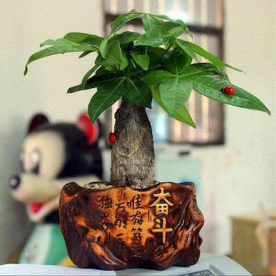 新手无人直播技巧,新手无人直播技巧视频