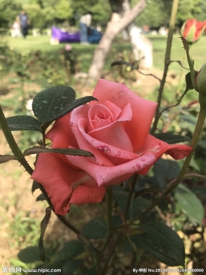 直播月季拍照技巧视频,月季花拍摄技巧