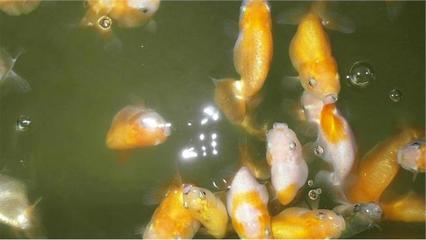 金鱼养殖技巧直播,金鱼的养殖方法和注意事项视频