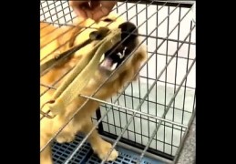 直播狗狗技巧视频,直播狗狗技巧视频大全