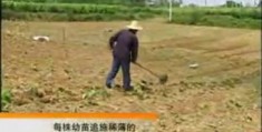 播种怎么拍摄视频教程全集