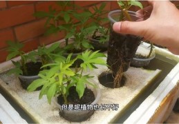 种菜小技巧直播,种菜小妙招视频