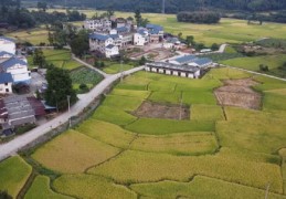 直播水稻施肥技巧,直播水稻施肥方法和用量