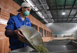 茶厂加工过程如何上热门,茶加工流程