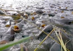 养鱼秘籍，如何轻松成为热门达人？