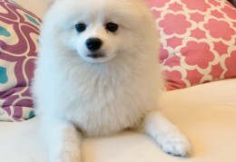 柴犬直播技巧,直播柴犬软件是什么