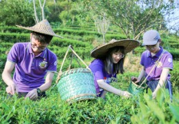 茶园线上直播技巧,茶文化线上直播