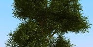 用树怎么拍摄视频教程