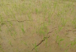 水稻直播除草技巧与旱直播封闭除草技术解析