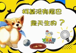宠物直播赚钱秘籍，掌握这些技巧，轻松成为宠物直播达人！